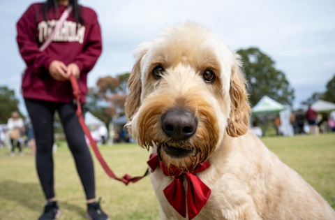 Dog on a leash with its owner in the background