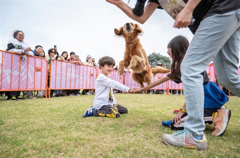 A dog jumping over arms.