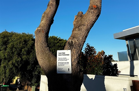 A poisoned Banksia with signage.