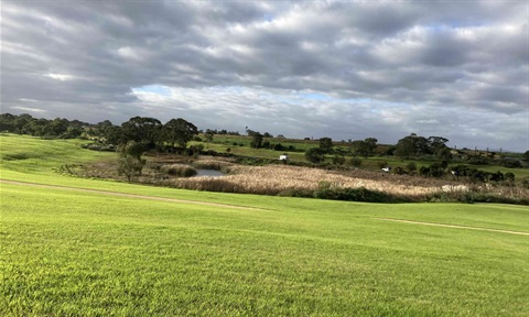 Green space at Spring Road Reserve