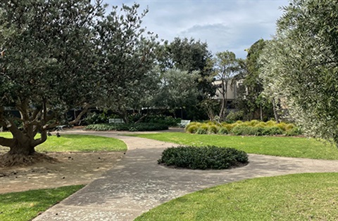 Large trees surrounding a path at Mary Bell Park.