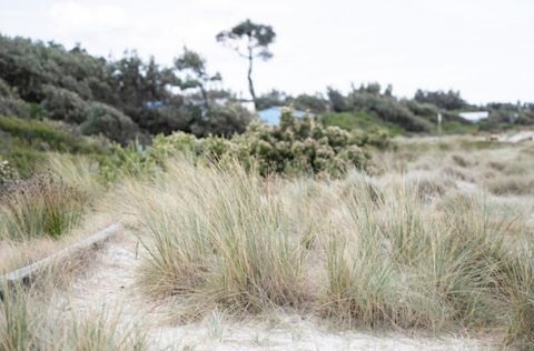 Image of 'Walk and Talk' Foreshore Habitat for Local Wildlife